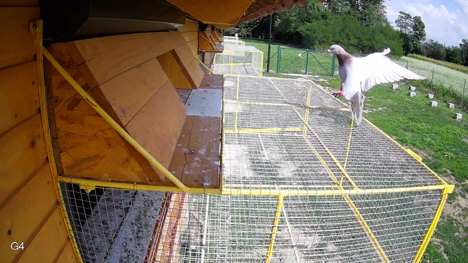 Pigeon Arrival Image For Race Race 6
