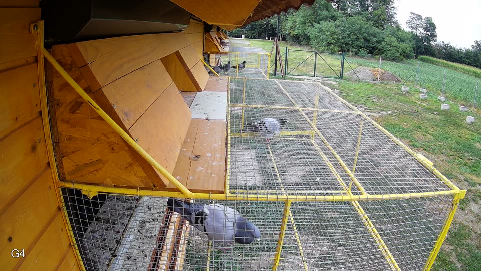 Pigeon Arrival Image For Race Race 4