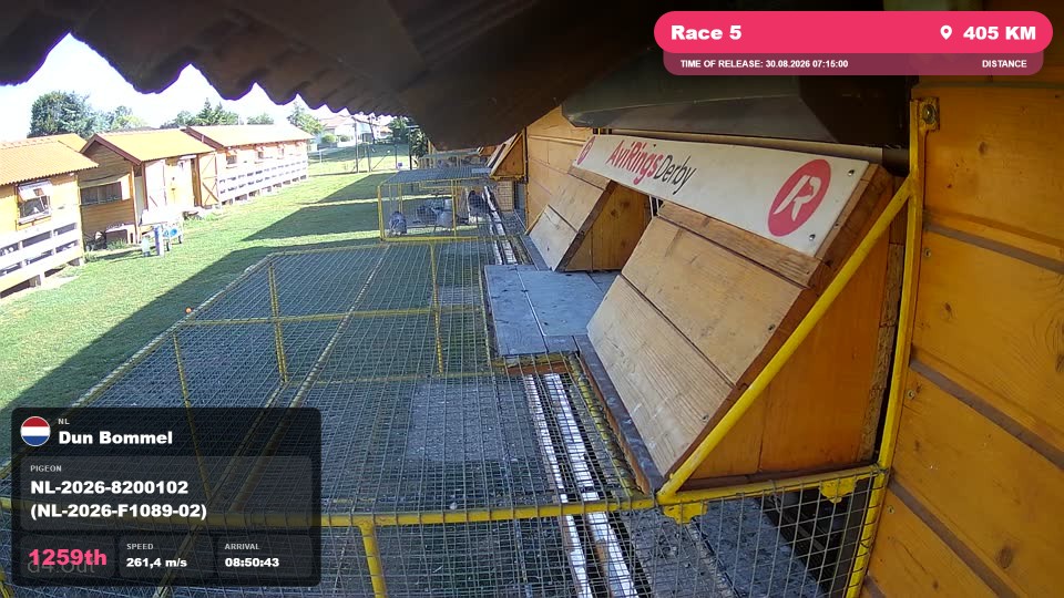 Pigeon Arrival Image For Race Race 5