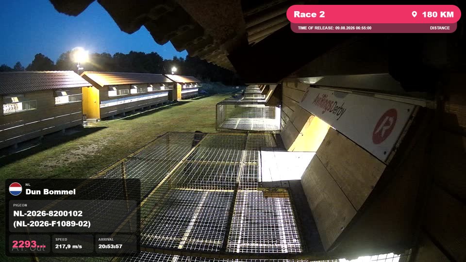 Pigeon Arrival Image For Race Race 2