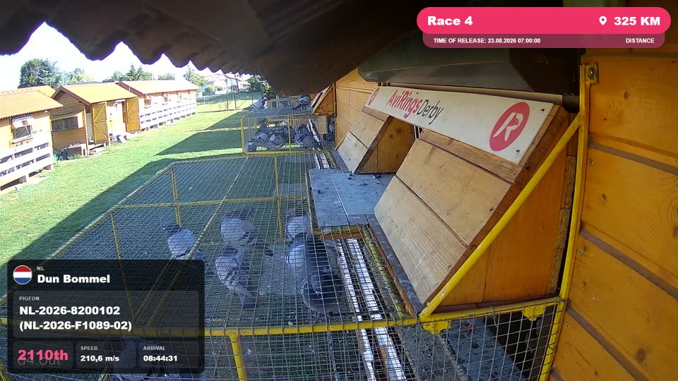 Pigeon Arrival Image For Race Race 4