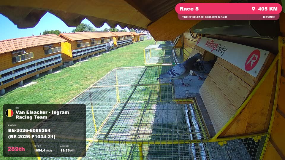 Pigeon Arrival Image For Race Race 5