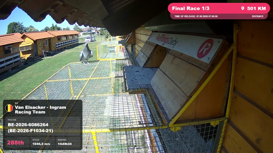 Pigeon Arrival Image For Race Final Race 1/3