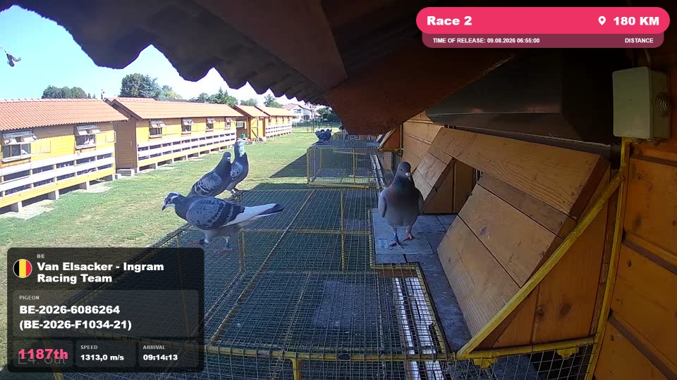 Pigeon Arrival Image For Race Race 2