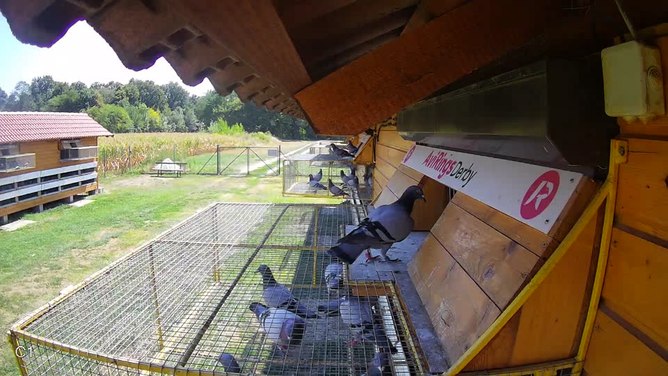 Pigeon Arrival Image For Race Race 2