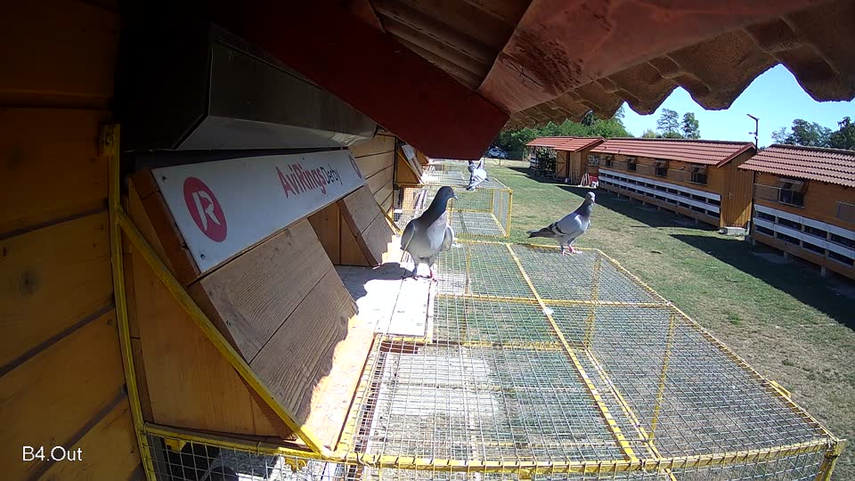 Pigeon Arrival Image For Race Race 3