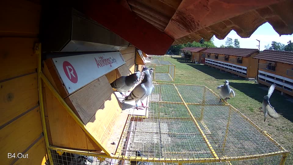 Pigeon Arrival Image For Race Race 2
