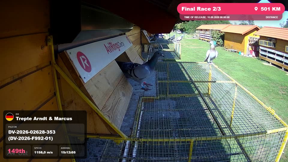 Pigeon Arrival Image For Race Final Race 2/3