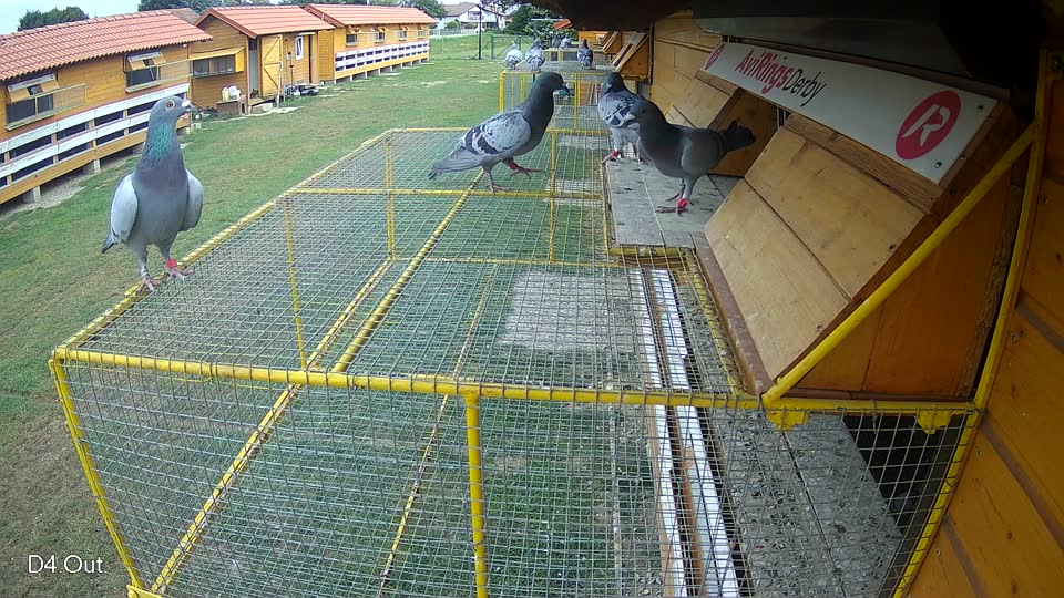 Pigeon Arrival Image For Race Race 3