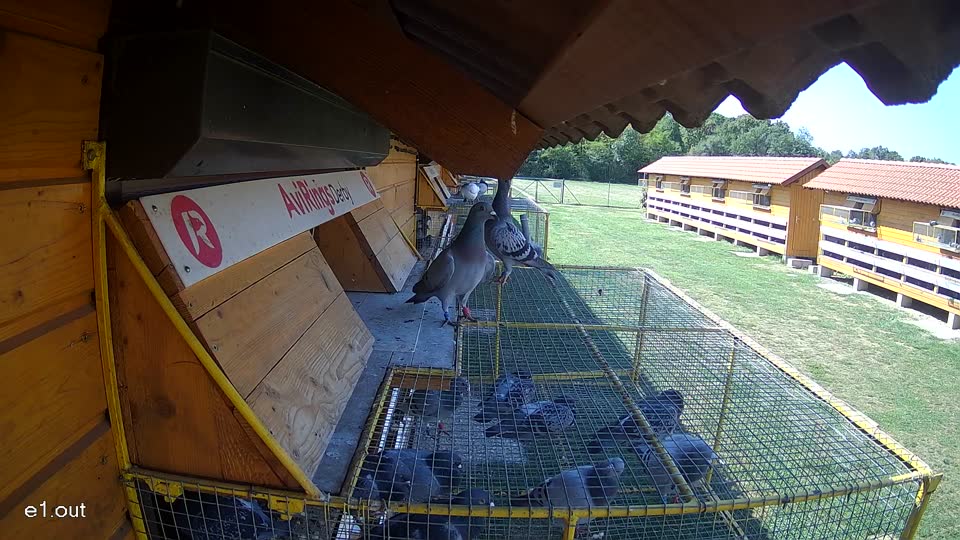Pigeon Arrival Image For Race Race 5