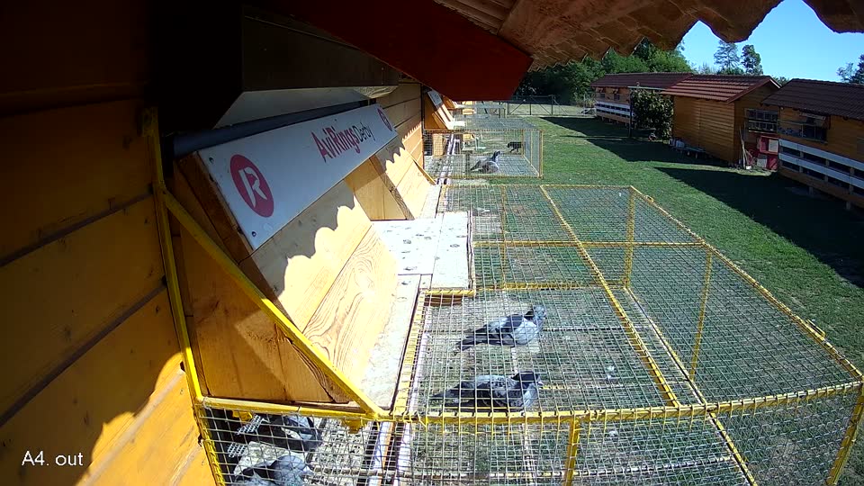 Pigeon Arrival Image For Race Final Race 1/3