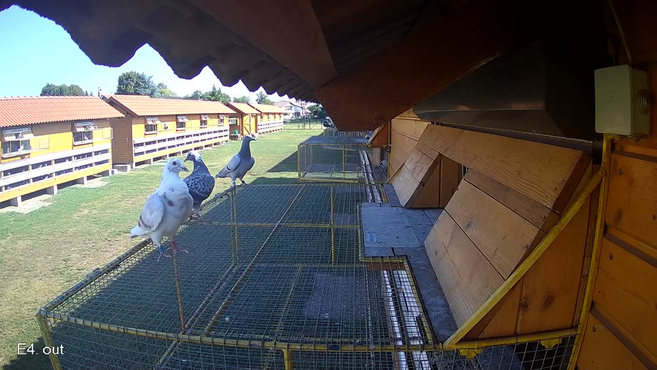 Pigeon Arrival Image For Race Race 2