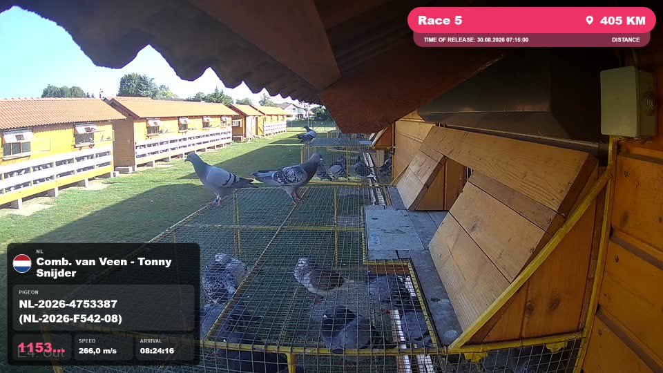 Pigeon Arrival Image For Race Race 5