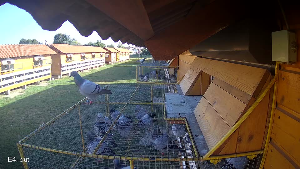 Pigeon Arrival Image For Race Race 5