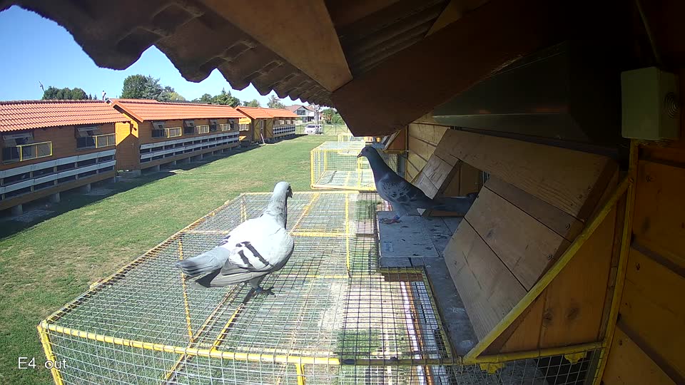 Pigeon Arrival Image For Race Final Race 1/3