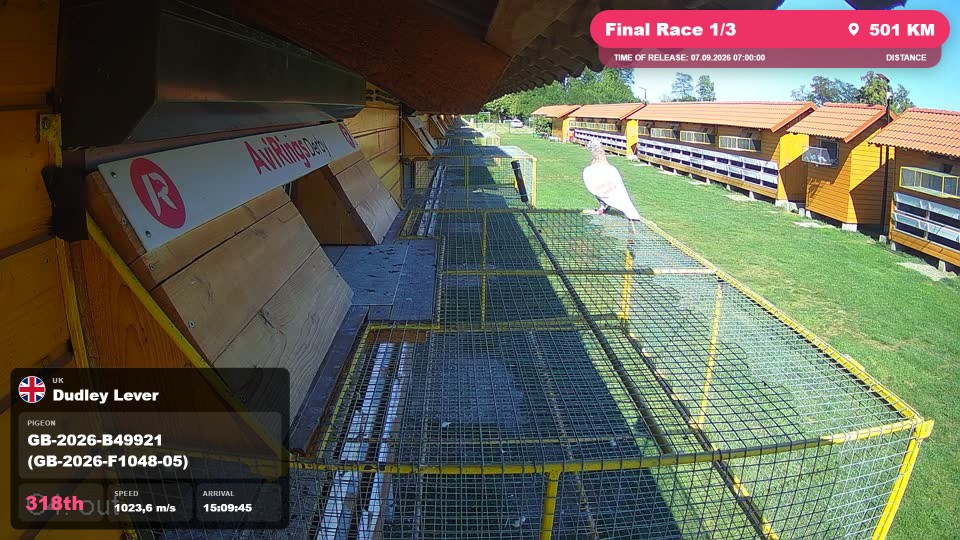 Pigeon Arrival Image For Race Final Race 1/3