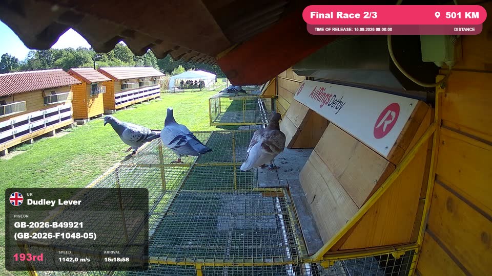 Pigeon Arrival Image For Race Final Race 2/3