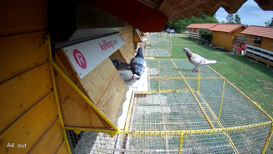 Pigeon Arrival Image For Race Race 4