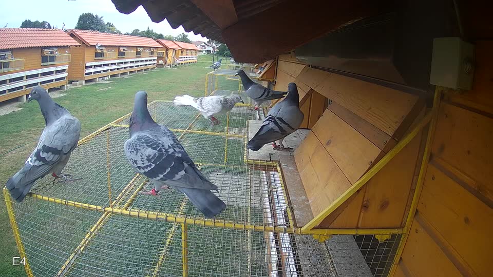 Pigeon Arrival Image For Race Race 3