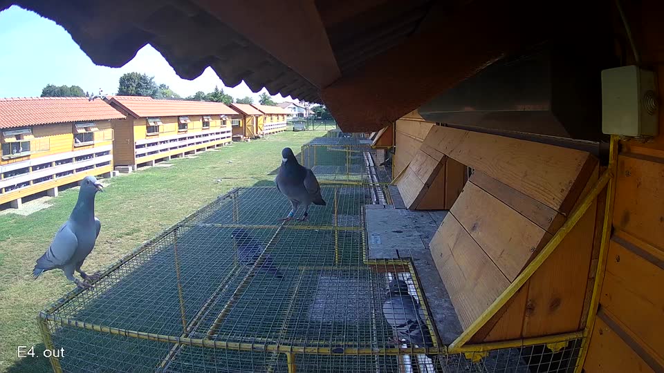 Pigeon Arrival Image For Race Race 1