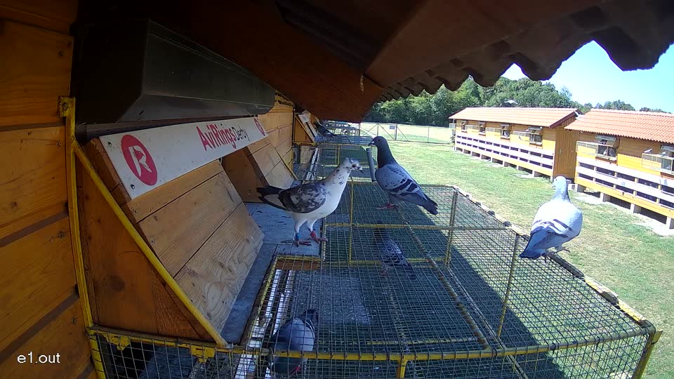 Pigeon Arrival Image For Race Race 3