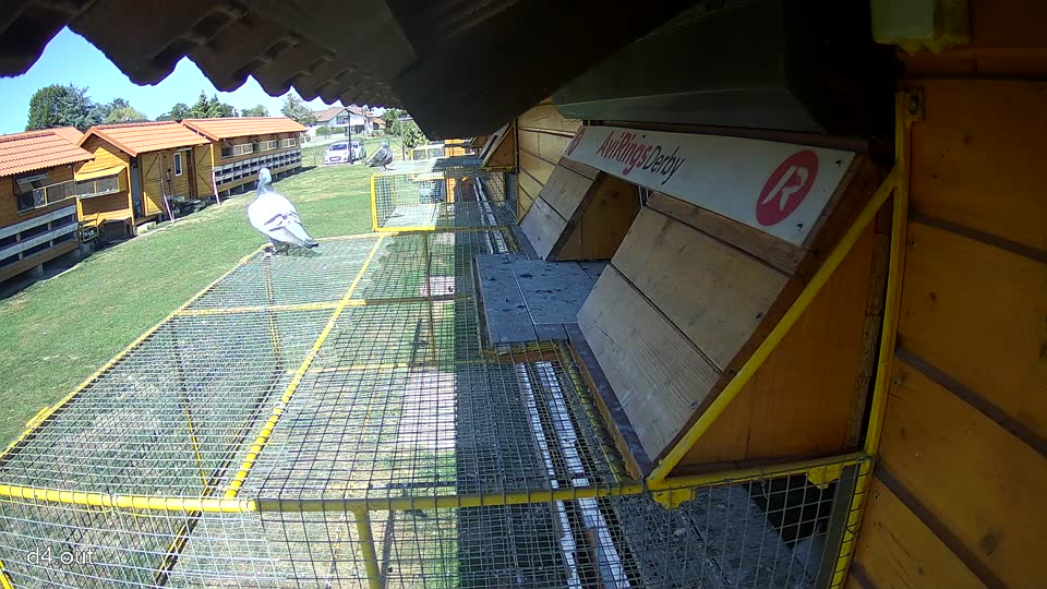 Pigeon Arrival Image For Race Final Race 1/3