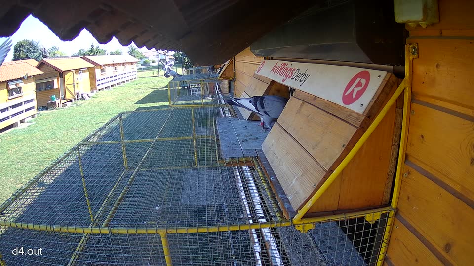 Pigeon Arrival Image For Race Race 2
