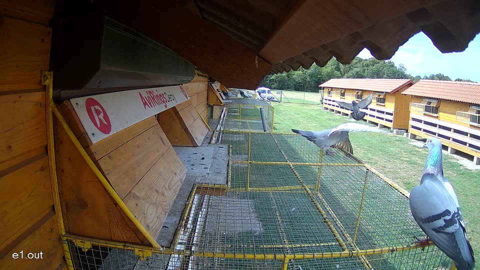 Pigeon Arrival Image For Race Race 4