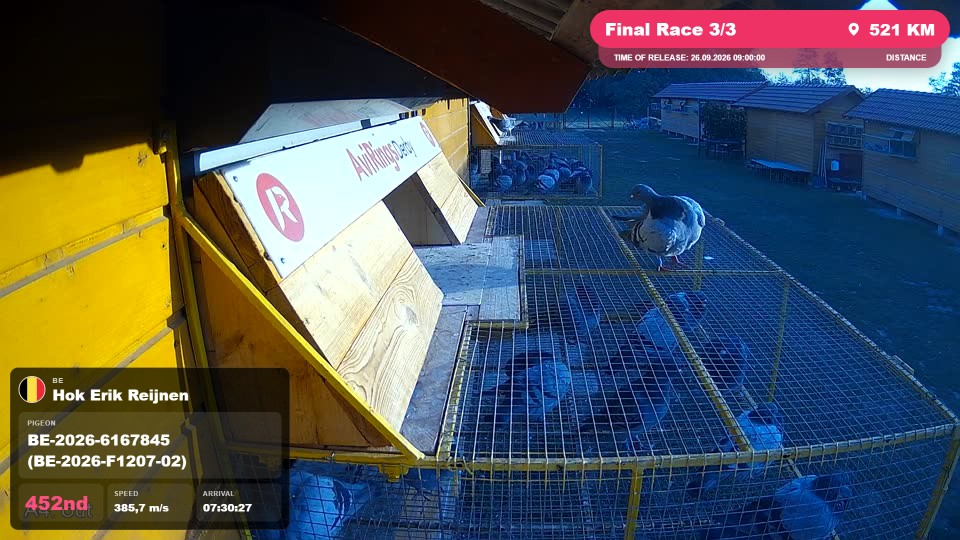 Pigeon Arrival Image For Race Final Race 3/3