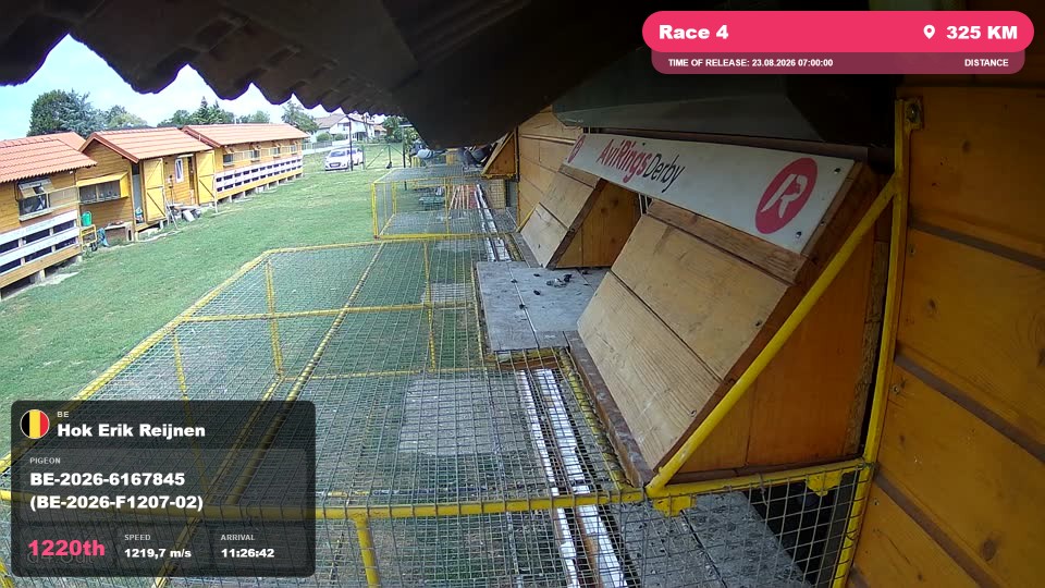 Pigeon Arrival Image For Race Race 4