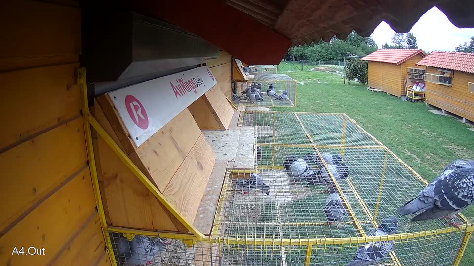 Pigeon Arrival Image For Race Race 6