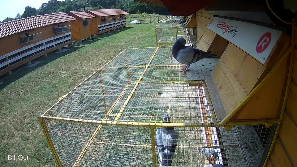 Pigeon Arrival Image For Race Race 4
