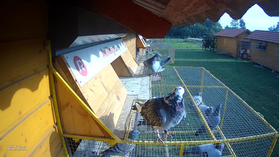 Pigeon Arrival Image For Race Final race 1
