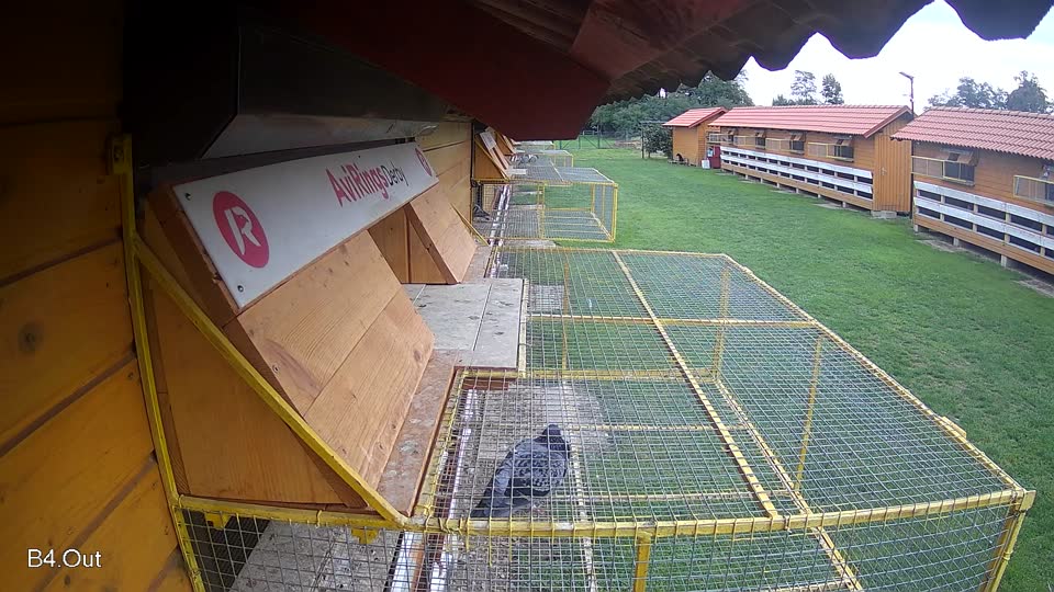 Pigeon Arrival Image For Race Final race 2