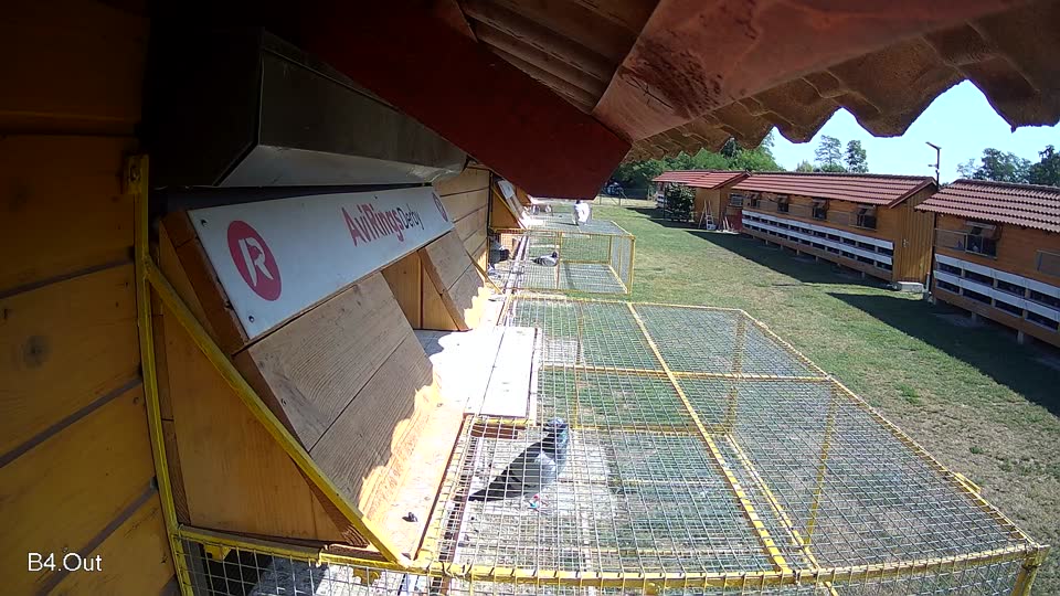 Pigeon Arrival Image For Race Race 2