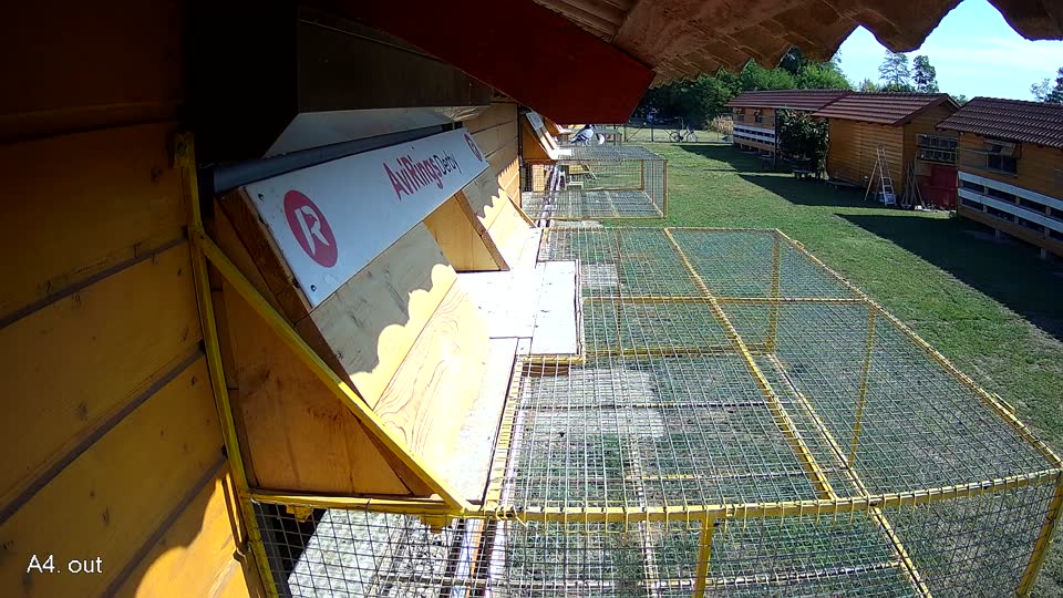 Pigeon Arrival Image For Race Race 2