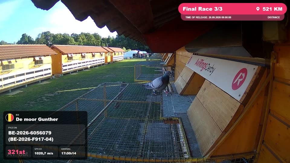 Pigeon Arrival Image For Race Final Race 3/3