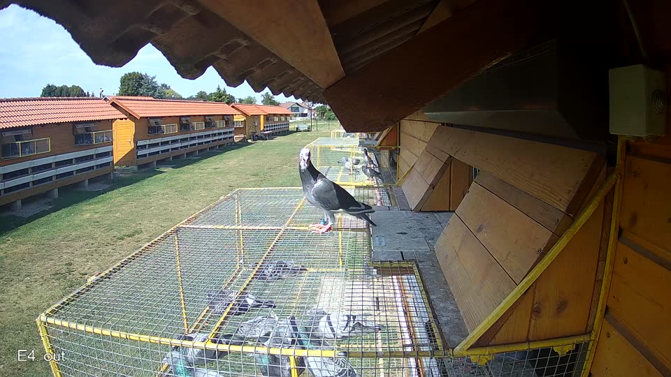 Pigeon Arrival Image For Race Race 1