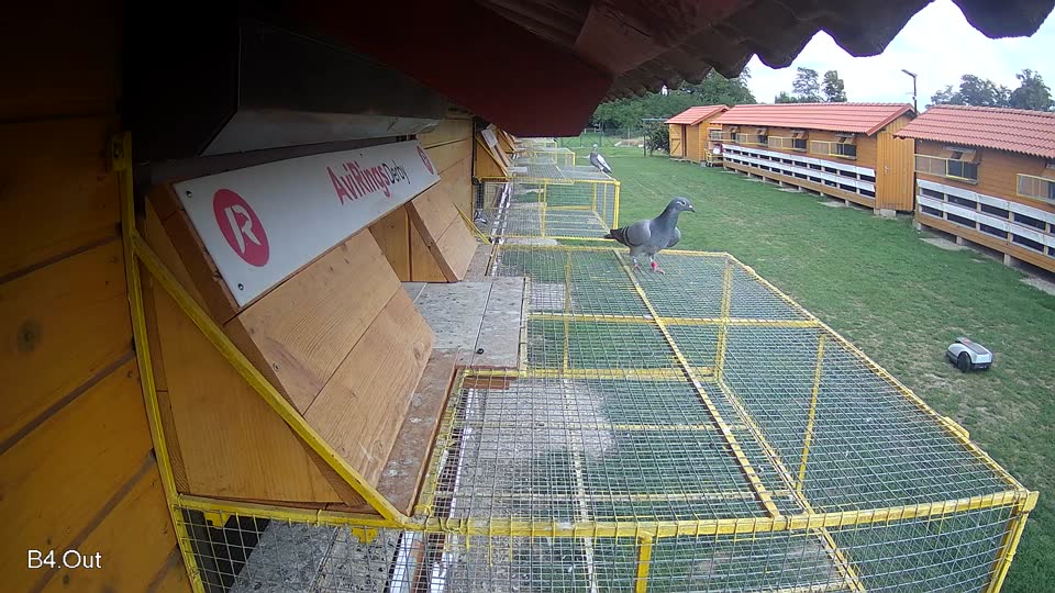 Pigeon Arrival Image For Race Race 6