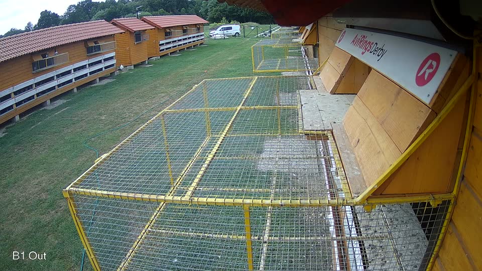 Pigeon Arrival Image For Race Race 3