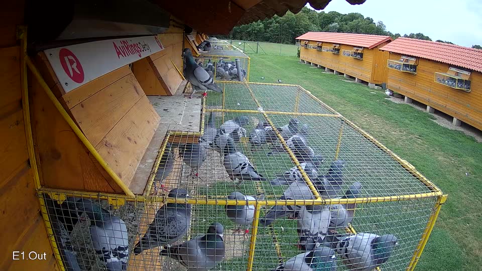 Pigeon Arrival Image For Race Race 2