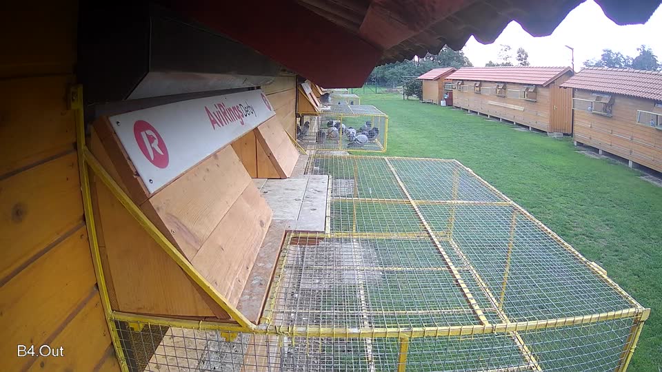 Pigeon Arrival Image For Race Final race 2