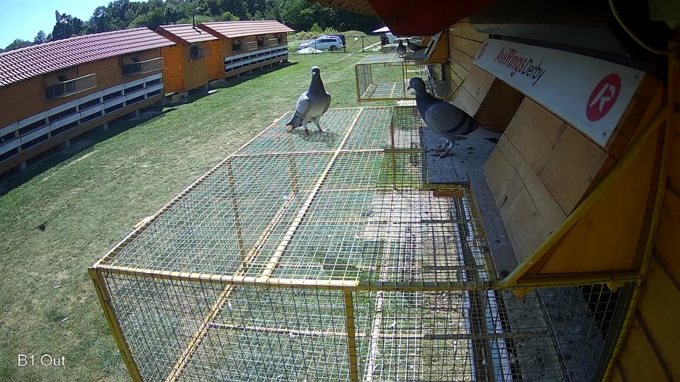 Pigeon Arrival Image For Race Race 5