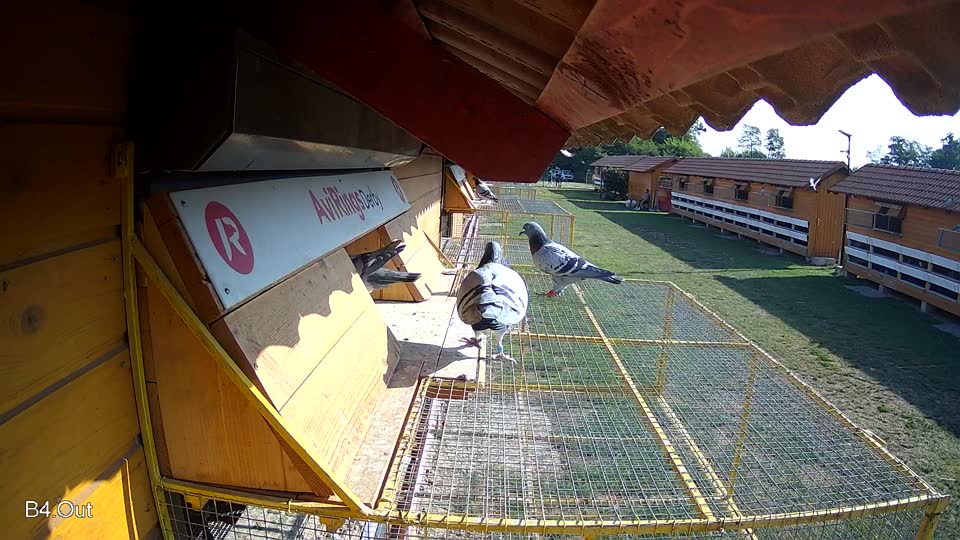 Pigeon Arrival Image For Race Race 1