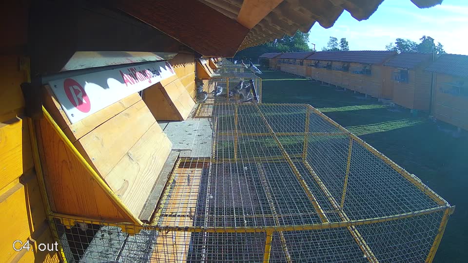 Pigeon Arrival Image For Race Race 5