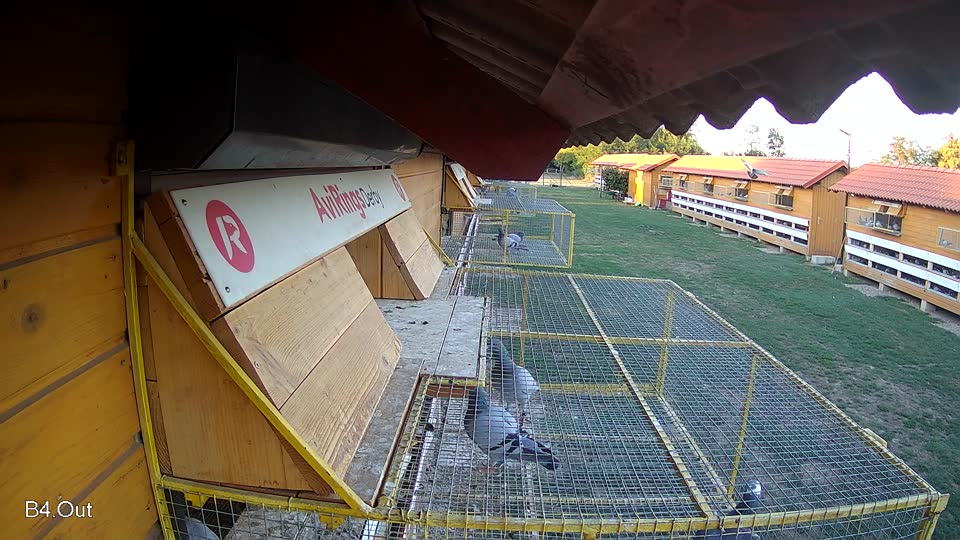 Pigeon Arrival Image For Race Final Race 1/3