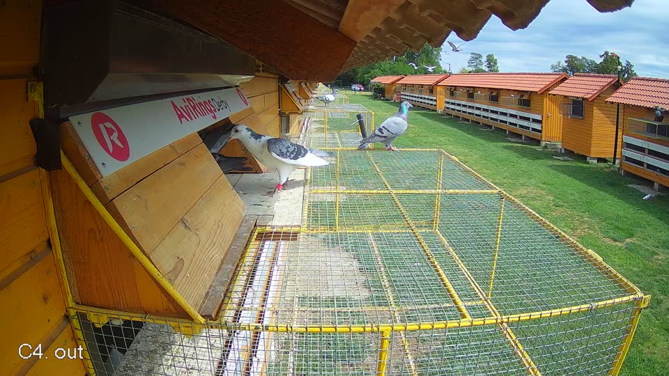 Pigeon Arrival Image For Race Race 4