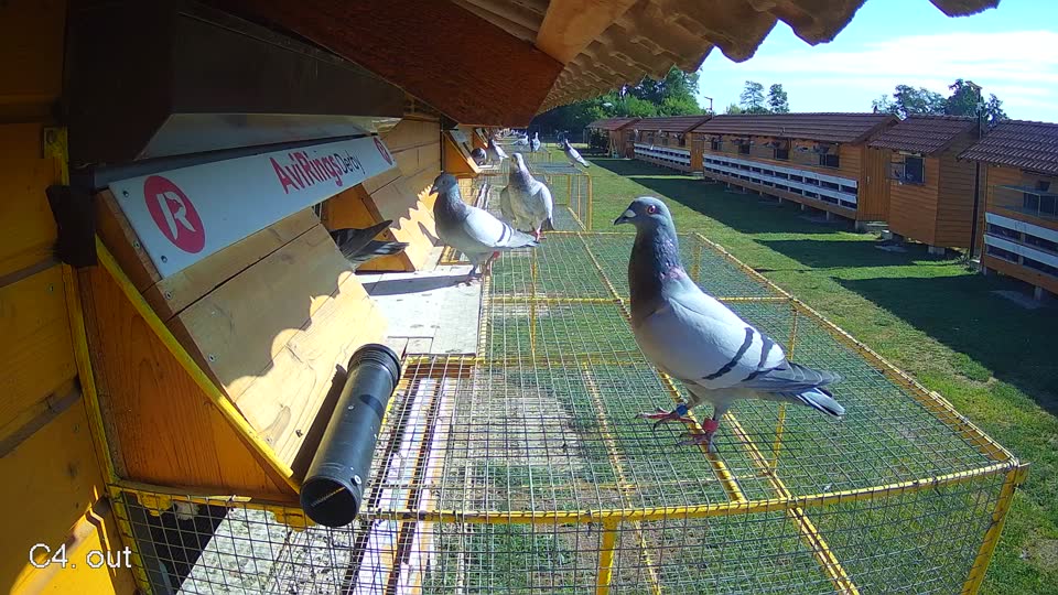 Pigeon Arrival Image For Race Race 2