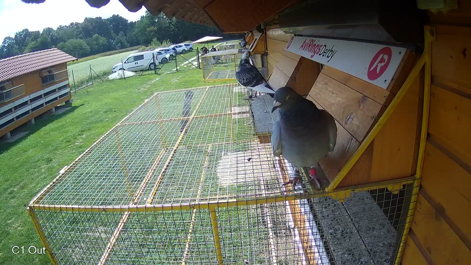 Pigeon Arrival Image For Race Race 6