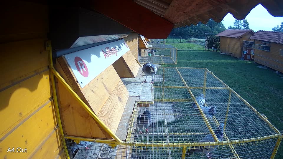 Pigeon Arrival Image For Race Final race 1